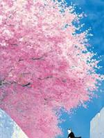 污蔑我怀龙种的嬷嬷，自己揣上崽了